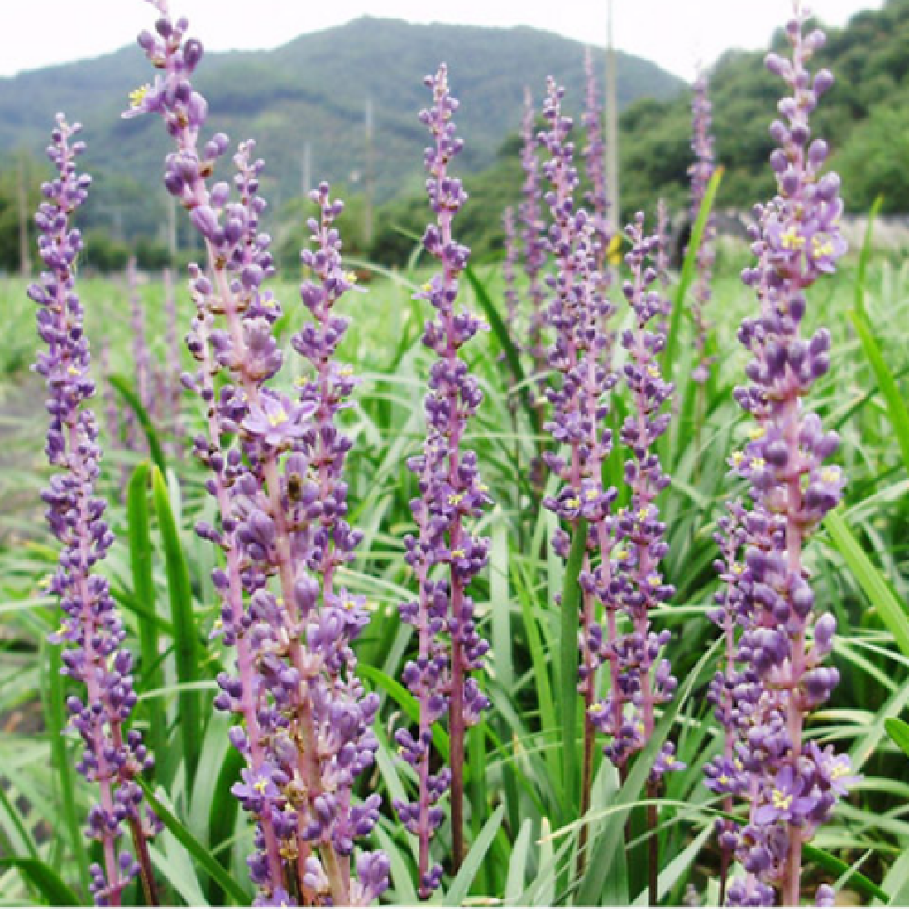 Flower and Mountain Broadleaf Liriope Tea 45g