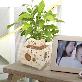 detail image2 Eco Phytoncide Woods Humidification Air Cleaner Purifier Flowerpot Fishbowl