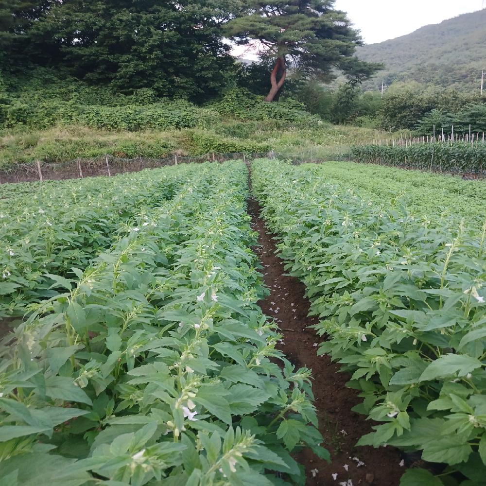 Photosynthesis enhancer, Promotor